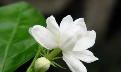 灰莉养护指南——让它开花盛放(打造花园中的灰莉美景,护理技巧大揭秘)2