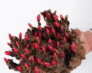 灰莉养护指南——让它开花盛放(打造花园中的灰莉美景,护理技巧大揭秘)3