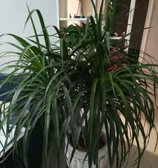 Dragon's Beard Cultivation Ultimate Guide (Detailed Explanation of Cultivation Methods and Care Tips for Dragon's Beard)