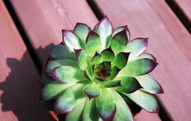 The effect of potassium permanganate solution on potting plants (Investigating the application of potassium permanganate solution in plant care)