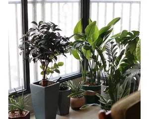 Effect of potassium permanganate solution on flower watering (Exploring the application of potassium permanganate solution in flower care) 2