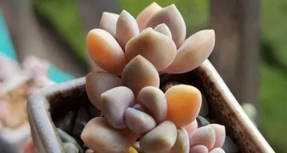 Comprehensive Cultivation Guide for Echeveria 'Domei' (From Selection to Care: An All-Around Explanation of How to Grow Domei!)