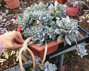 Comprehensive Cultivation Methods for Sedum 'Dong Mei Ren' (From Selection to Cultivation, A Comprehensive Guide to Caring for Dong Mei Ren!) 2