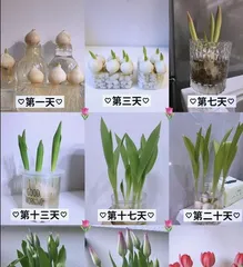 How to Properly Care for Tulips with Buds (Simple Tips to Keep Tulips with Buds Fresh and Beautiful for Longer)