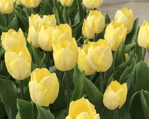 How to Properly Care for Tulip Cut Flowers with Bulbs (Simple Tips to Keep Tulip Cut Flowers Beautiful for a Long Time) 3
