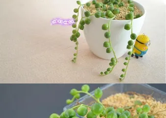 The Art of Caring for String Senecio (Creating Beautiful String Senecios Starts with Care)