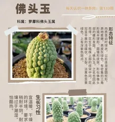 Care Guide for Senecio rowleyanus (Creating Beautiful String of Pearls from Proper Care) 2