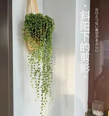 Care Guide for Senecio rowleyanus (Creating Beautiful String of Pearls from Proper Care) 3