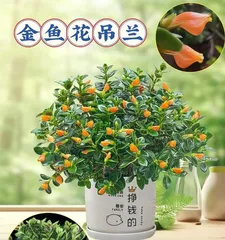 Everything You Need to Know About Growing Chlorophytum Indoors (Care and Propagation of Chlorophytum, and Choosing Varieties Suitable for Indoor Growth)