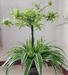 Everything You Need to Know About Growing Spider Plants Indoors (Care and Propagation of Spider Plants, and Selection of Varieties Suitable for Indoor Cultivation) 2