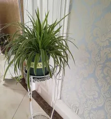 Everything You Need to Know About Growing Spider Plants Indoors (Care and Propagation of Spider Plants, and Selection of Varieties Suitable for Indoor Cultivation) 3