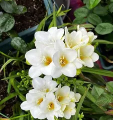 Complete Guide to Indoor Orchids (Perfect for Tropical Plants Indoors, a Beauty You Can't Miss)