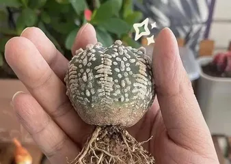 Cultivation Techniques for Triangular Grafted Cacti (Master the Key to Triangular Grafted Cacti, Make Your Cacti a Unique Landscape)