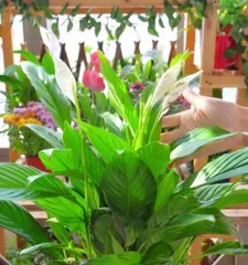 Does the White Polka Dot Orchid Bloom in Winter? – Unveiling the Flowering Habits of the White Polka Dot Orchid in Winter (Characteristics, Flowering Time, Care Tips, Common Questions)