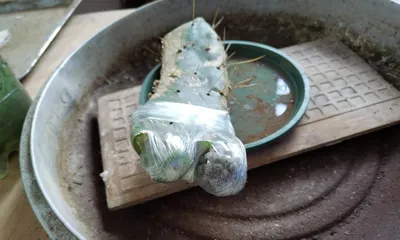 Care Techniques for Triangular Grafting of Cacti (Master the Key to Triangular Grafting of Cacti and Make Your Cacti a Unique Scenery) 2