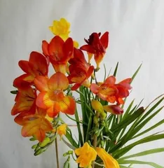 Indoor Freesia Care Guide (Tropical Plant Suitable for Indoors, Unmissable Beauty) 3