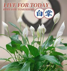 Does Peace Lily Bloom in Winter? — Revealing the Flowering Habits of Peace Lily (Morphological Characteristics, Flowering Time, Care Tips, Common Problems) 2