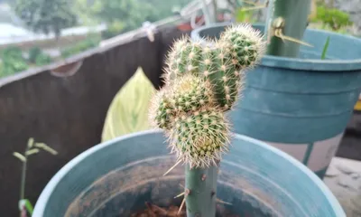 Care Techniques for Triangular Grafting of Cacti (Master the Key to Triangular Grafting of Cacti and Make Your Cacti a Unique Scenery) 3