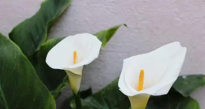 Does Peace Lily Bloom in Winter? — Revealing the Flowering Habits of Peace Lily (Morphological Characteristics, Flowering Time, Care Tips, Common Problems) 3