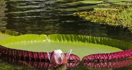 Recognize Aquatic Plants (Explore the underwater garden and understand the characteristics of aquatic plants)