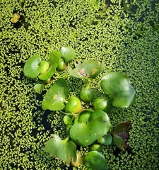 Understanding Aquatic Plants (Exploring Water Gardens, Learning About Aquatic Plant Characteristics) 2