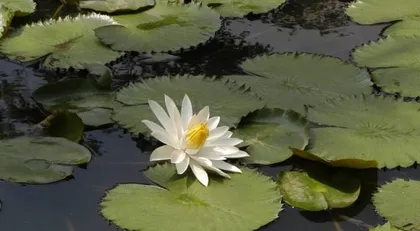 Understanding Aquatic Plants (Exploring Water Gardens, Learning About Aquatic Plant Characteristics) 3