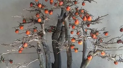 How to Grow a Crow柿: A Complete Care Guide from Seed Selection to Harvest