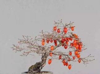 How to Grow Diospyros rhombifolia (Complete Care Guide from Selection to Harvest) 2