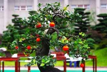 How to Grow Diospyros rhombifolia (Complete Care Guide from Selection to Harvest) 3
