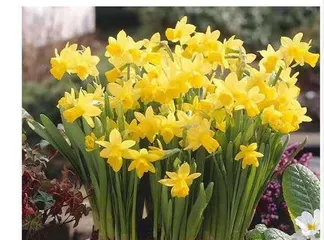Daffodil Care Guide (Master these tips to keep daffodils healthy and thriving)