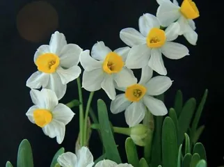 Narcissus Care Guide (Master these techniques to keep narcissus healthy and robust) 2