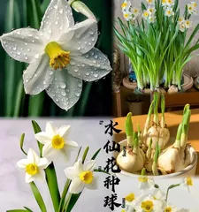Narcissus Care Guide (Master these techniques to keep narcissus healthy and robust) 3