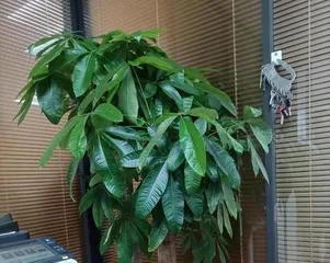 How to water a lucky money tree correctly? (Master the frequency and method of watering to ensure the healthy growth of the lucky money tree.)