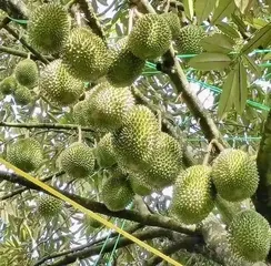 Is it suitable to plant durian trees in Guangxi? (Durian tree planting techniques, tree care methods, quality requirements, and market value analysis)