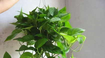 Epipremnum aureum (indoor plant, adaptability and care tips of epipremnum aureum)