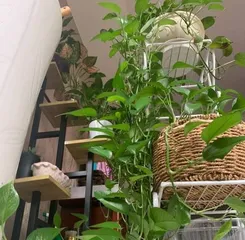 Pothos (Indoor Plant, Adaptability and Care Techniques of Pothos) 2