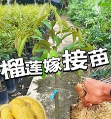 Can durians be grown in Guangxi? (Durian tree planting techniques, tree care methods, quality requirements, and market value analysis) 3