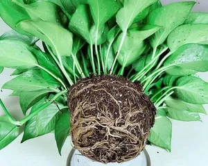 Pothos (Indoor Plant, Adaptability and Care Techniques of Pothos) 3