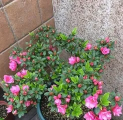 How to Solve the Problem of Drooping Azalea Leaves (Teach You the Correct Way to Care for Azaleas, Making Your Garden More Beautiful)