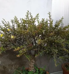 The Art of Care for Twisted-stem Jasmine Bonsai (Creating Enchanting Flower Landscapes, Twisted-stem Jasmine Bonsai Reigns Supreme)