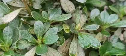 How to Solve the Problem of Azalea Leaf Drooping (Teach You Proper Azalea Care to Make Your Garden More Beautiful) 2