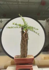 Maintenance Tips for Hutiqinghua Bonsai (Creating a Charming Flower Scene, Hutiqinghua Bonsai Stands Alone) 2