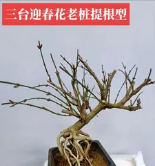 Maintenance Tips for Hutiqinghua Bonsai (Creating a Charming Flower Scene, Hutiqinghua Bonsai Stands Alone) 3