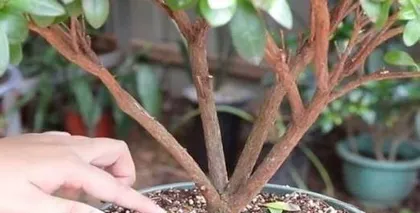 How to Solve the Problem of Azalea Leaf Drooping (Teach You Proper Azalea Care to Make Your Garden More Beautiful) 3