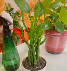 How to Successfully Grow Coral Trees (Coral Tree Care Guide)