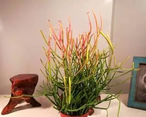 How to Successfully Grow Coral Trees (Coral Tree Care Guide) 2