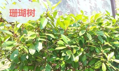 How to Successfully Grow Coral Trees (Coral Tree Care Guide) 3