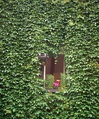 Plants similar to ivy, do you know any? (Explore the mysterious green plants in the forest)