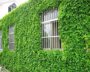 Plants similar to Boston ivy, do you know which ones? (Exploring mysterious green plants in the forest) 2