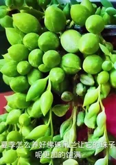 Care Guide for Lucky Bamboo (Watering Tips)